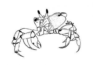 Crab Illustration