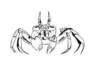 Crab Illustration