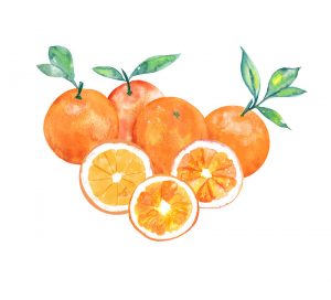 Oranges watercolor and digital illustration