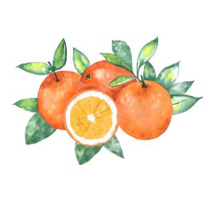 oranges preview illustration