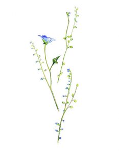 Pencil flowers blue