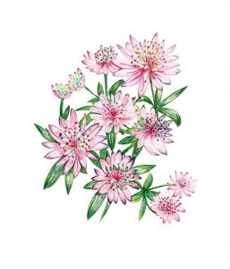 Pencil flowers Pink