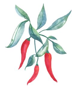 Spicy watercolor illustration preview