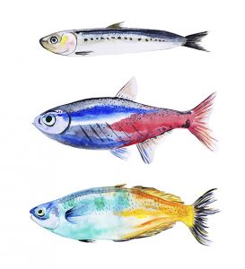 Watercolor Fishes
