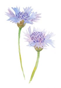 Watercolor Flowers Violet