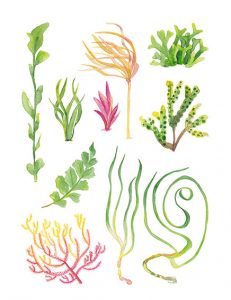 Watercolor Seaplants